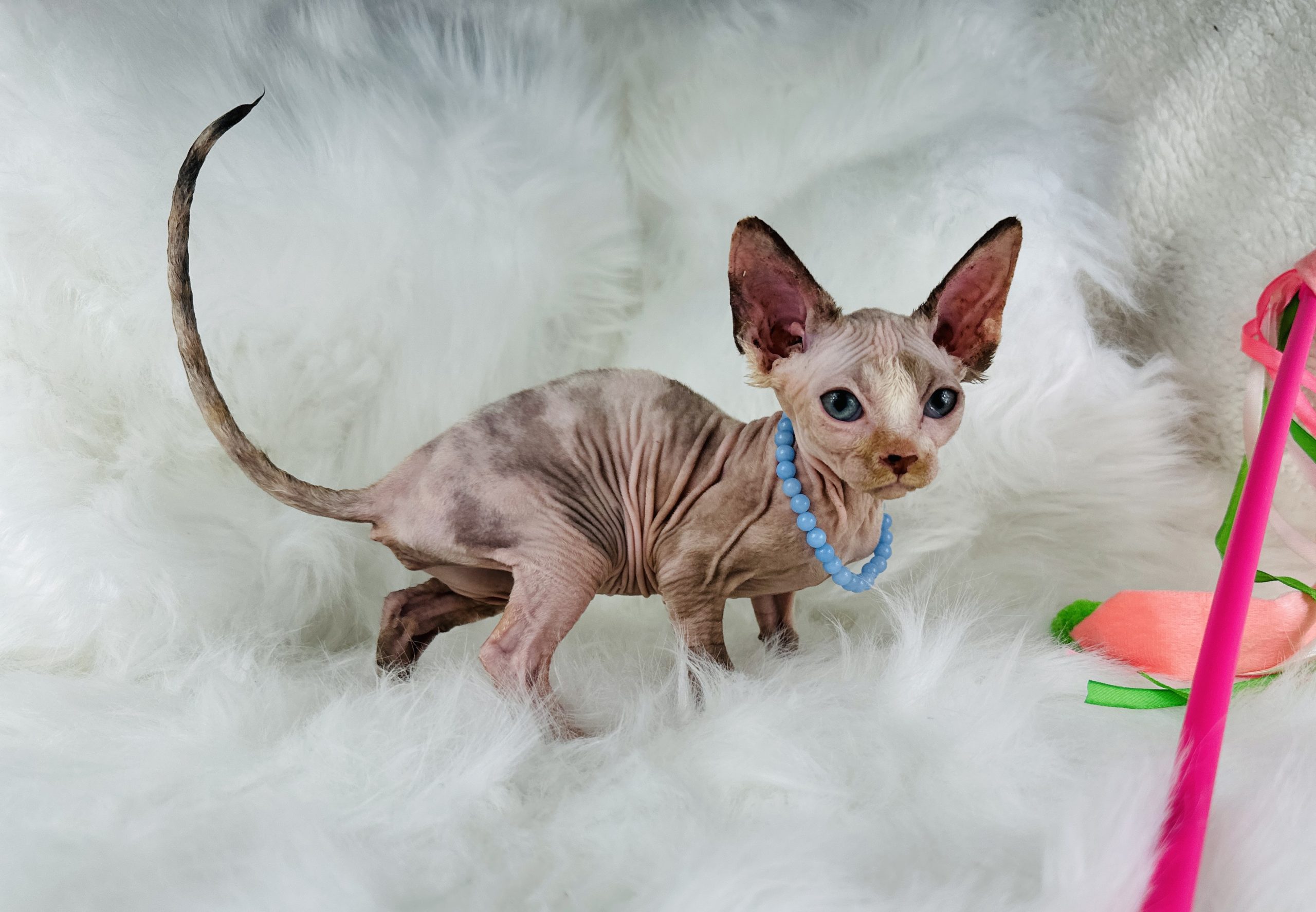 Blue-Eyed Tortie Sphynx for sale