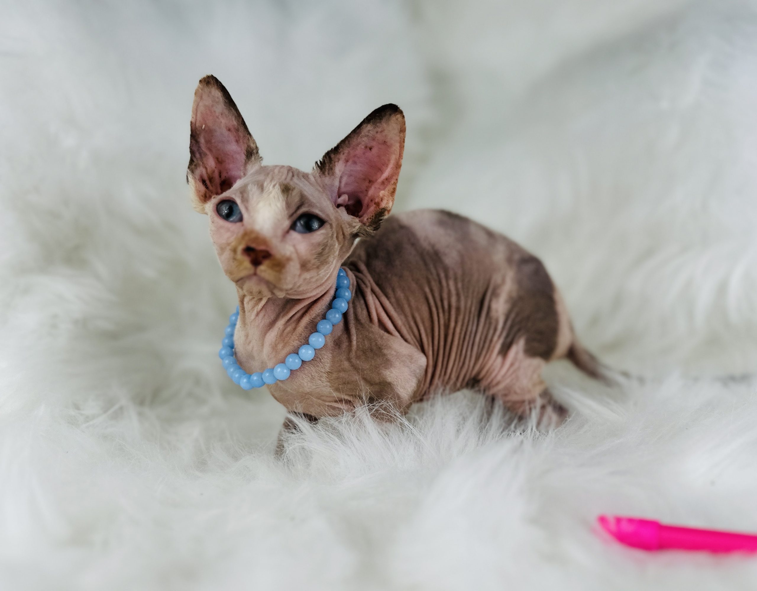 Blue-Eyed Tortie Sphynx kitten