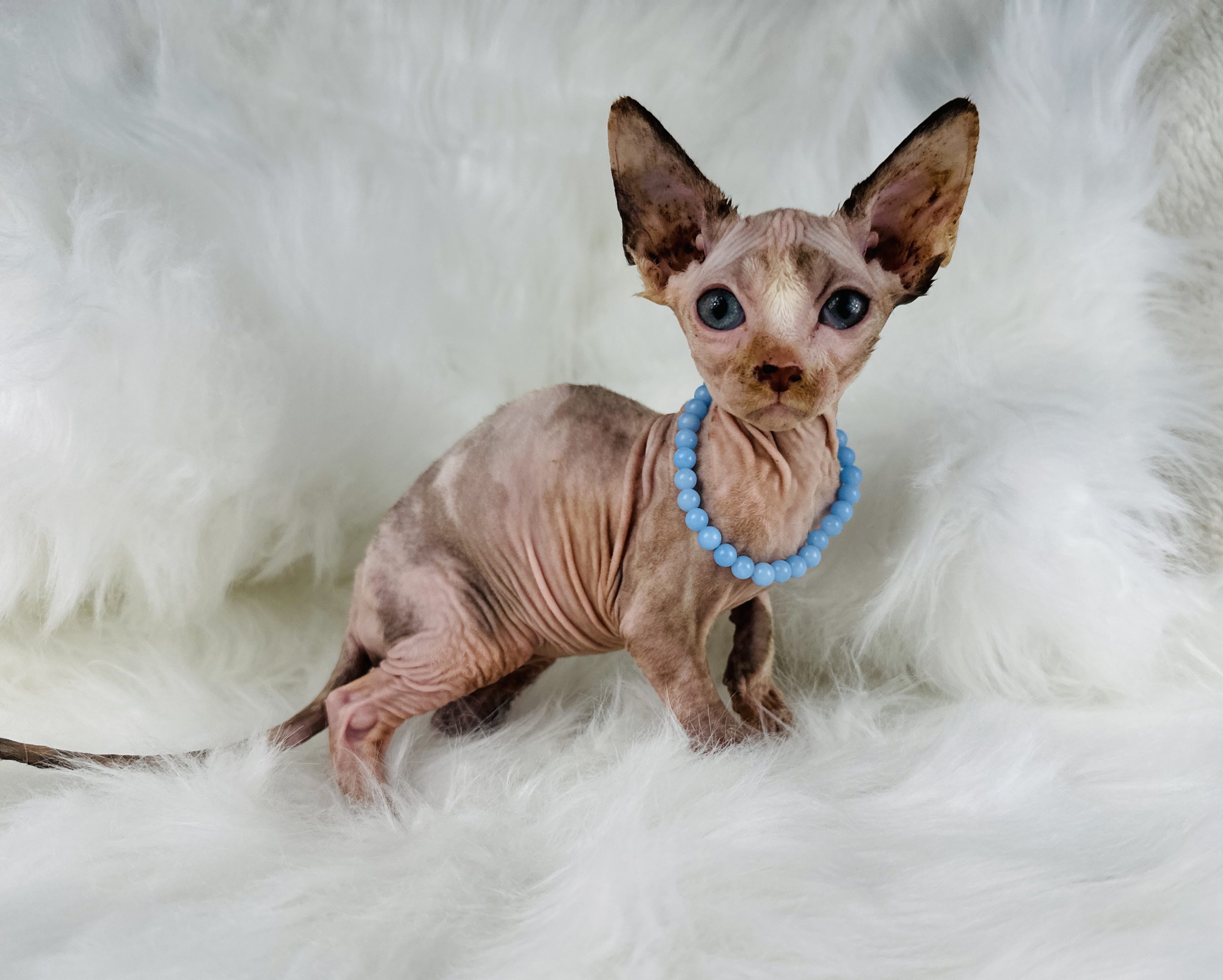 Blue-Eyed Tortie Sphynx