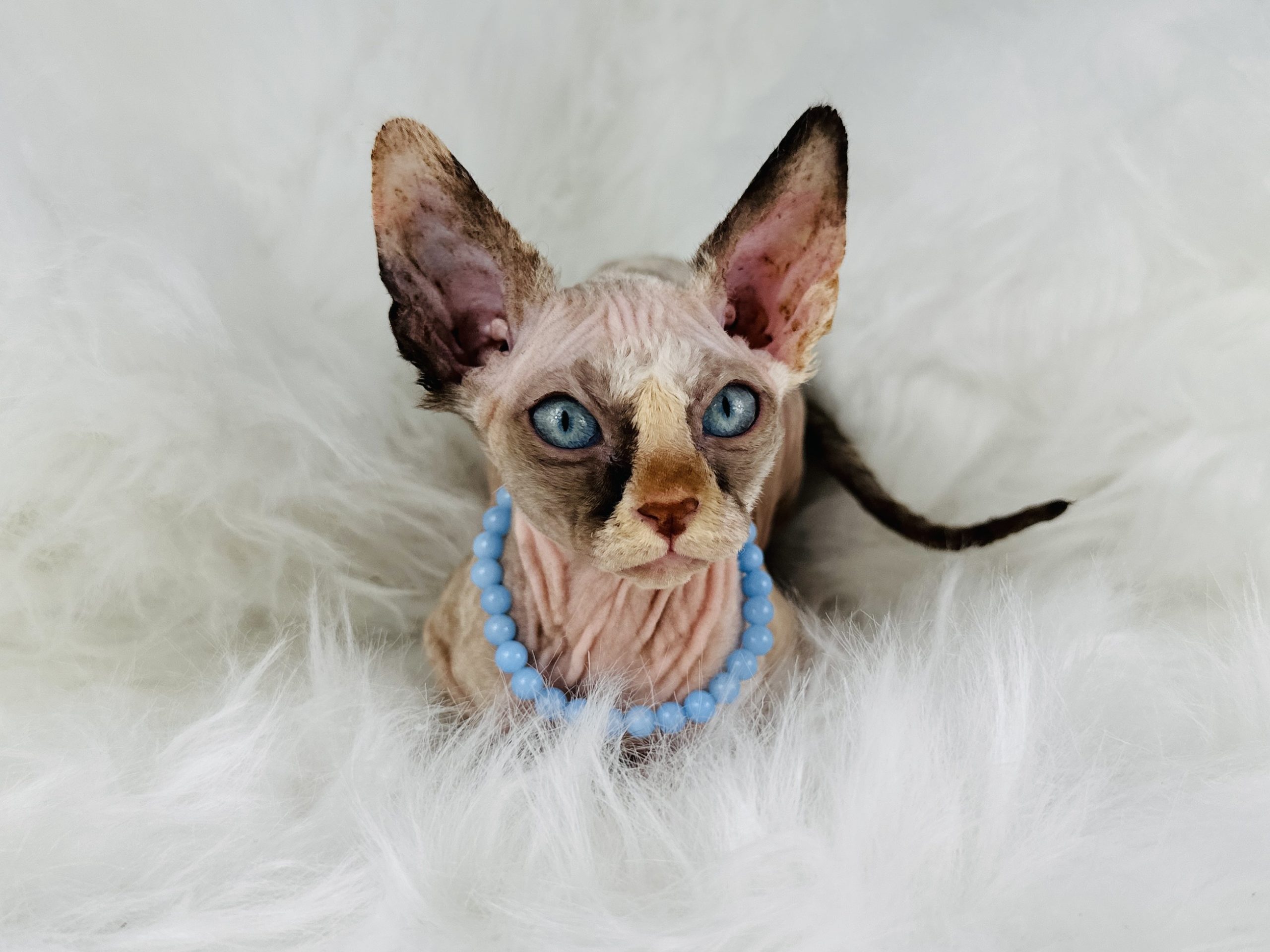 Blue-Eyed Tuxedo Tortie Sphynx for sale