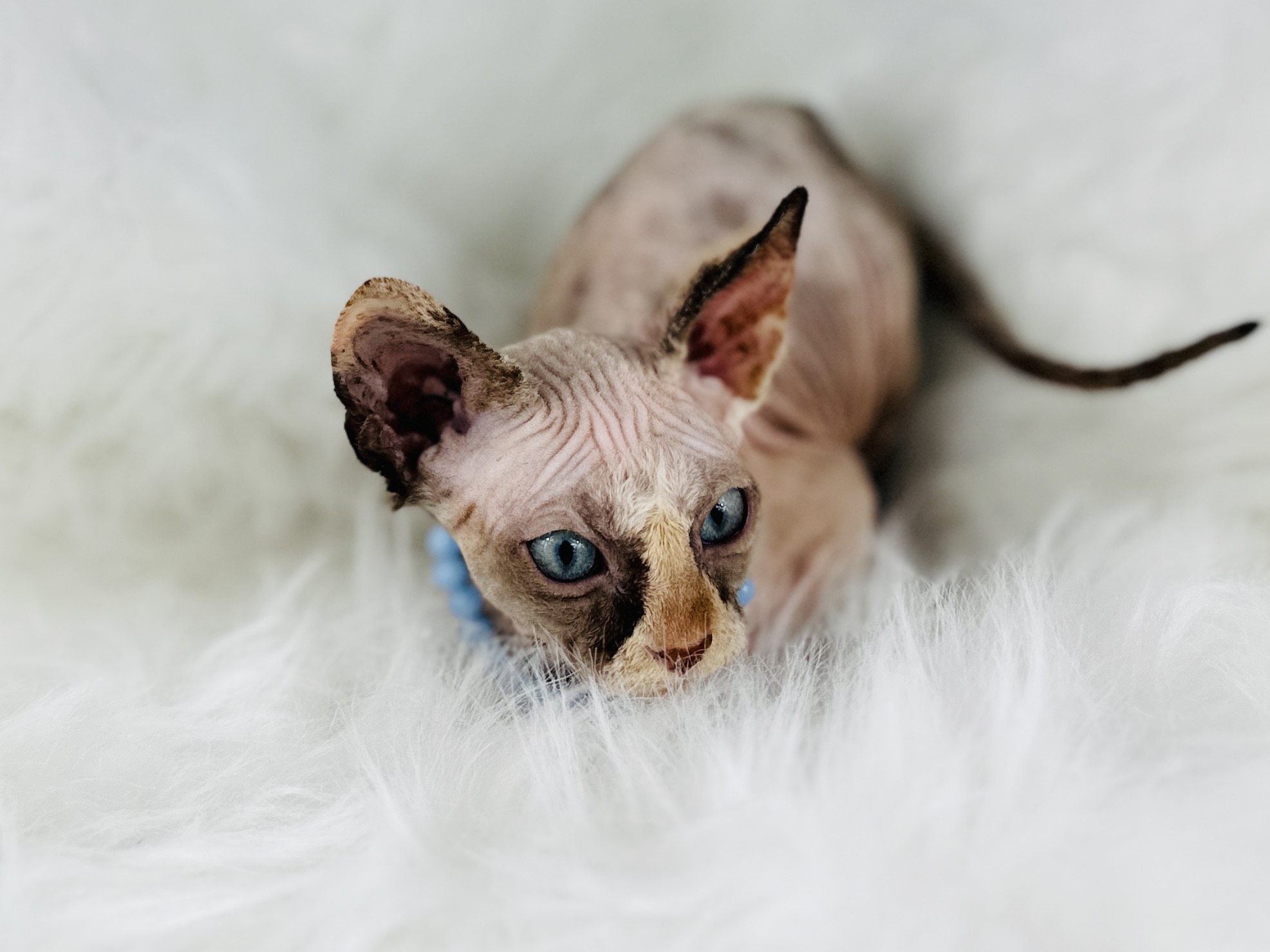 Blue-Eyed Tuxedo Tortie Sphynx