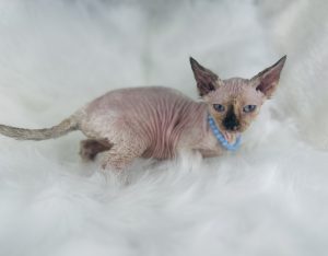 Fuzzy Seal Point Tortie Sphynx