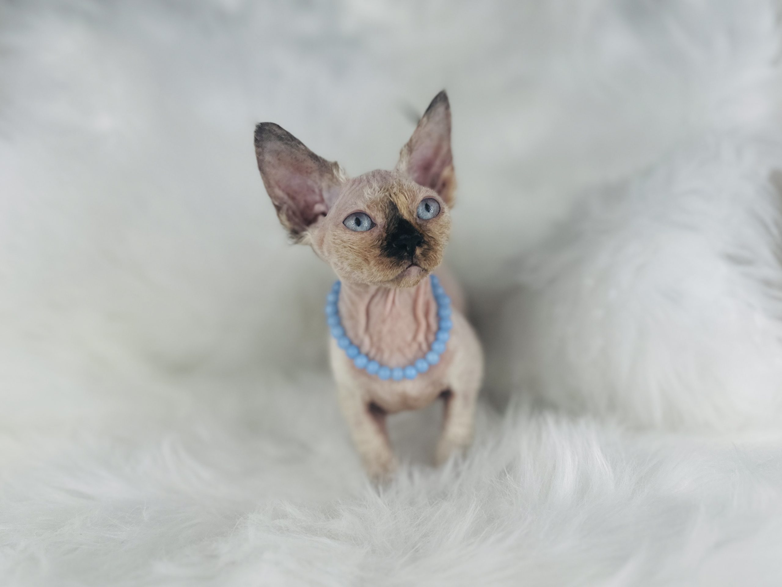 Fuzzy Seal Point Tortie Sphynx Kitten