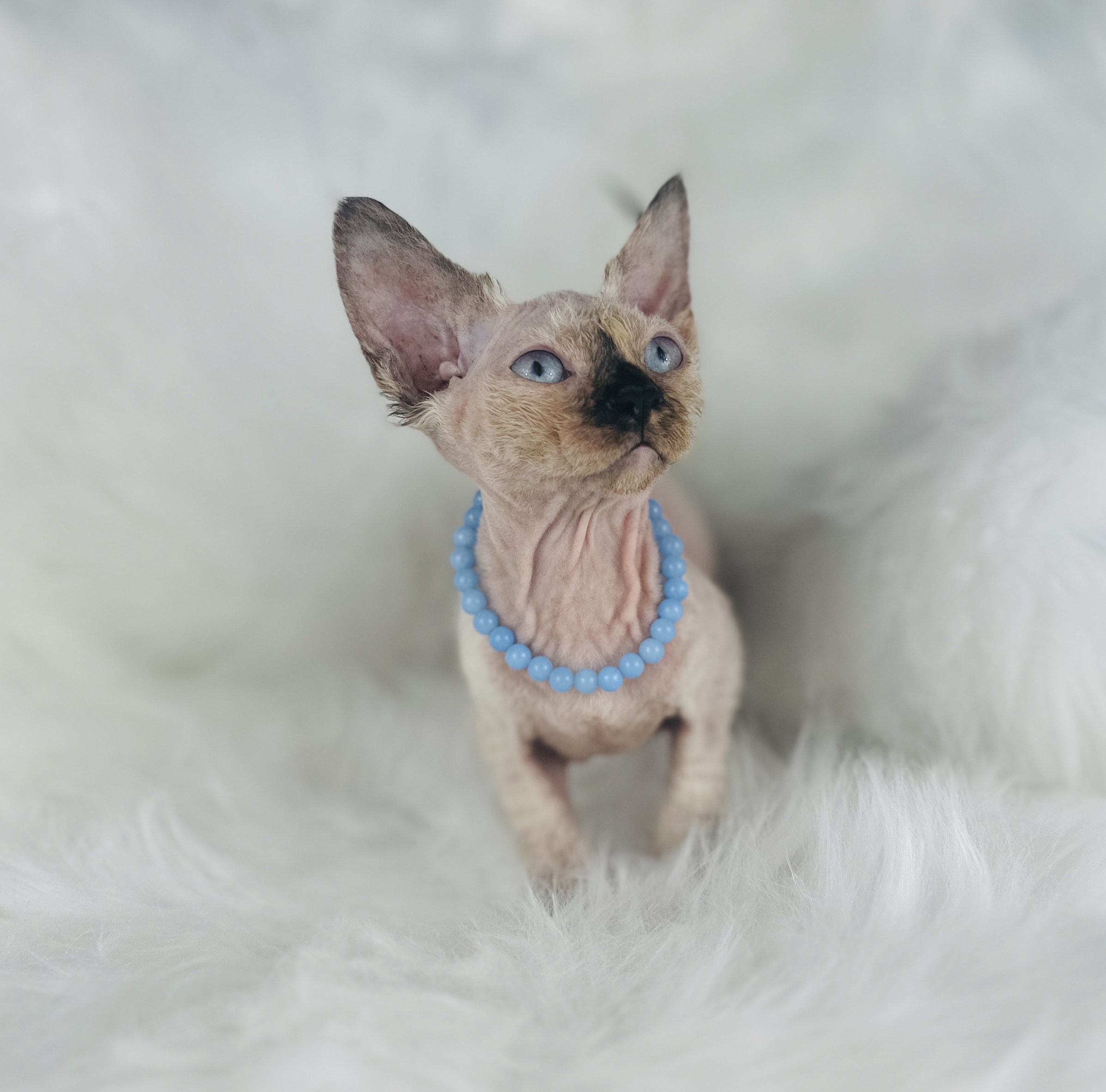 Fuzzy Seal Point Tortie Sphynx cat