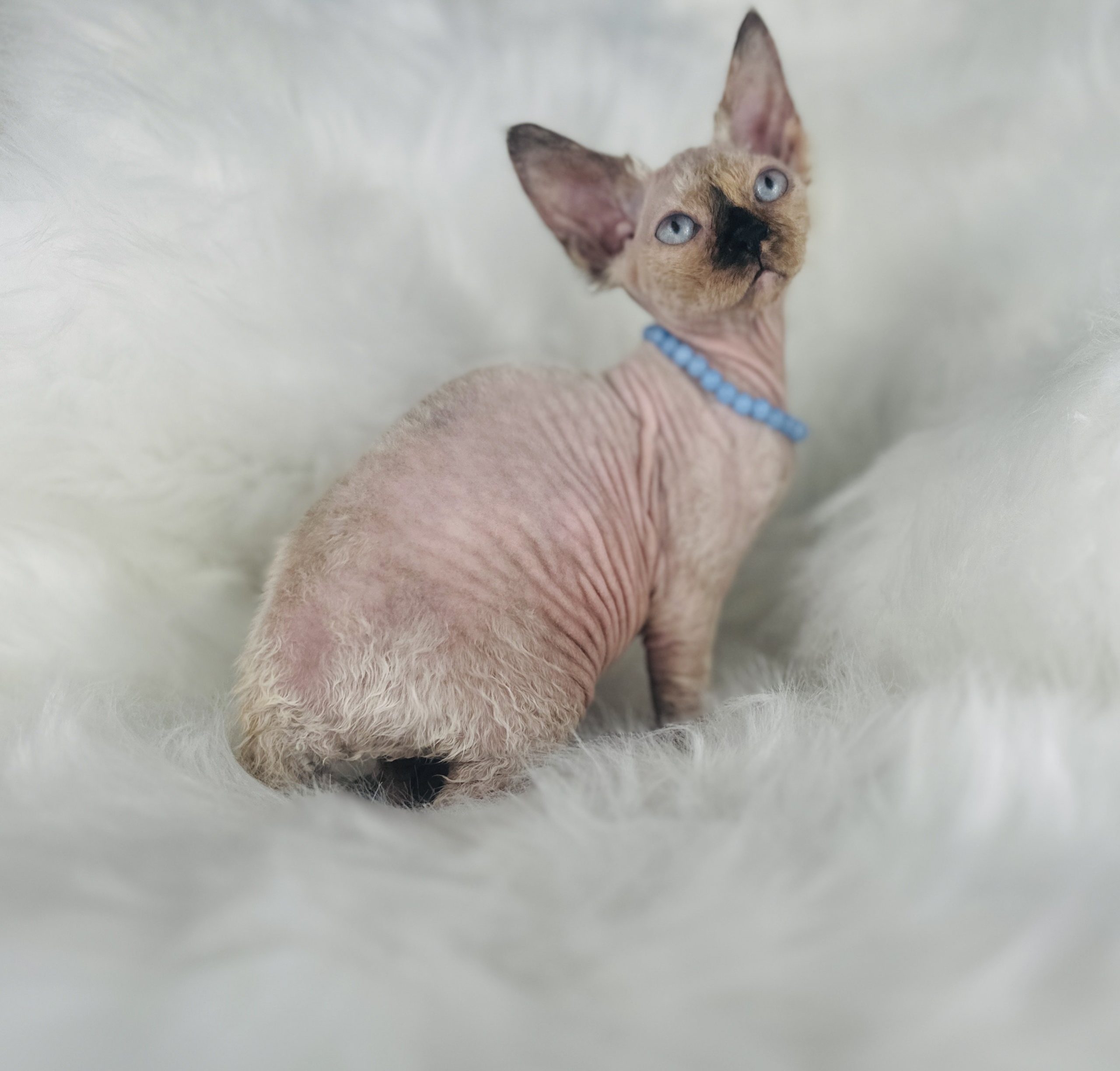 Fuzzy Seal Point Tortie Sphynx for sale