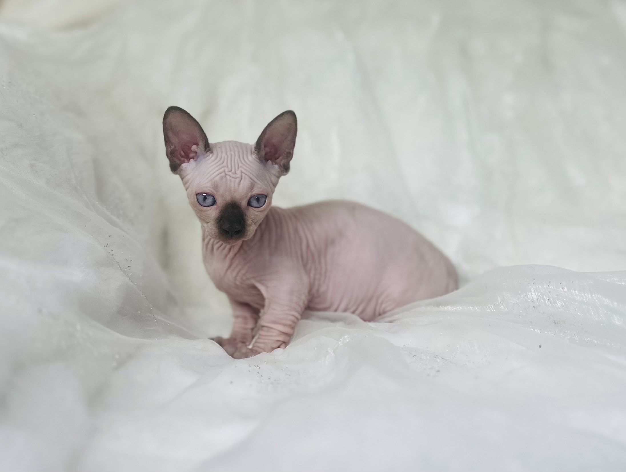 Miniature Sphynx Bambino Tiny Seal Point Bambino cat