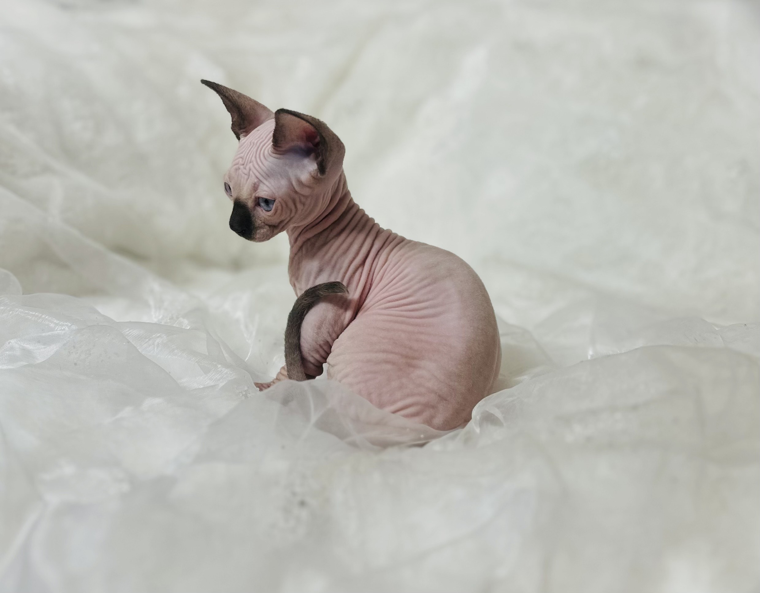 Miniature Sphynx Bambino Tiny Seal Point Bambino for sale