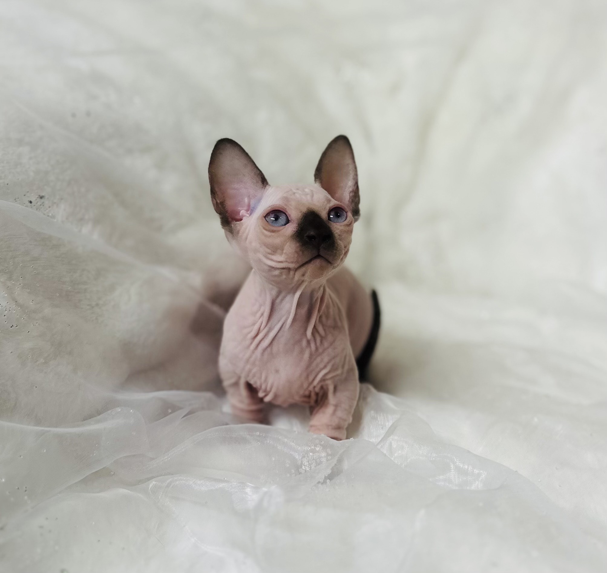 Miniature Sphynx Bambino Tiny Seal Point Bambino kitten