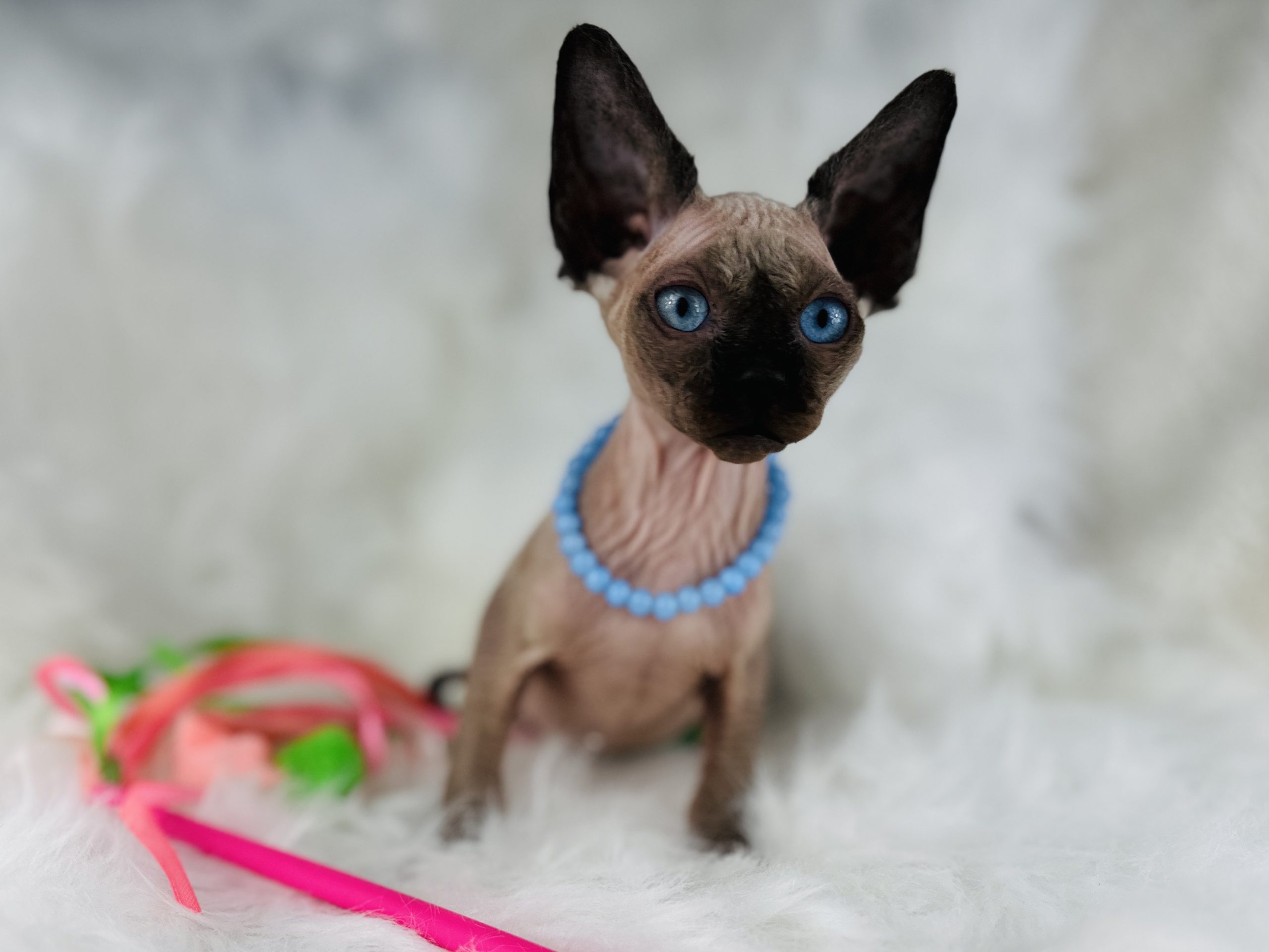 Seal Mink Sphynx kitten