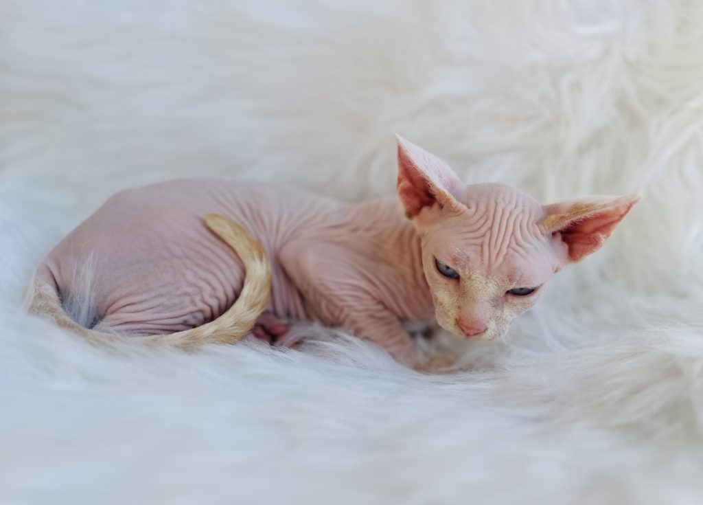 Pink Sphynx Boy with Blue eyes