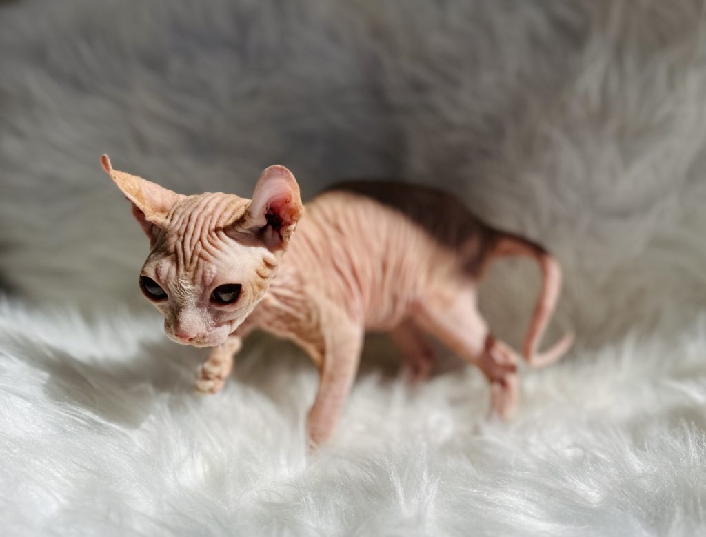 Red Tabby Elf Sphynx for sale