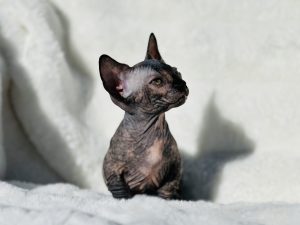 Tortie Bambino Kitten sphynx kitten for sale