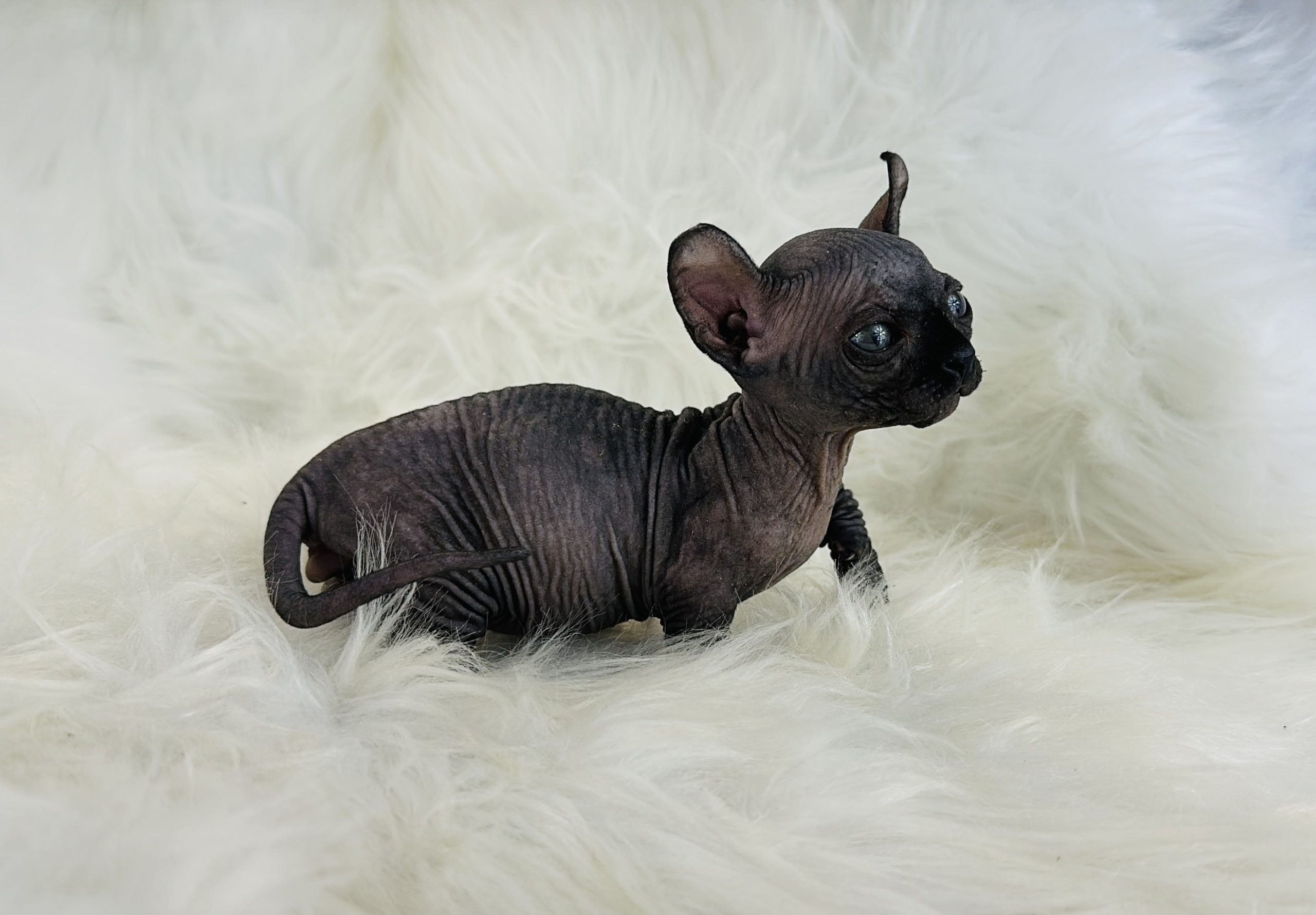 Black Dwelf sphynx kitten USA