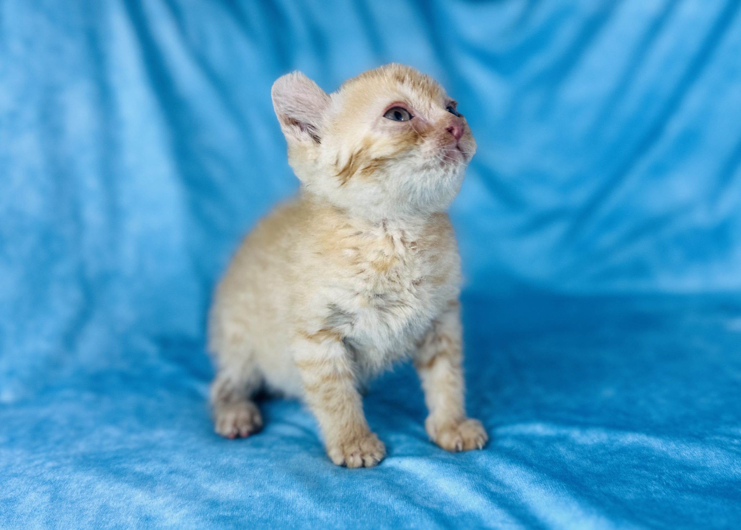 Coated Elf Sphynx for sale
