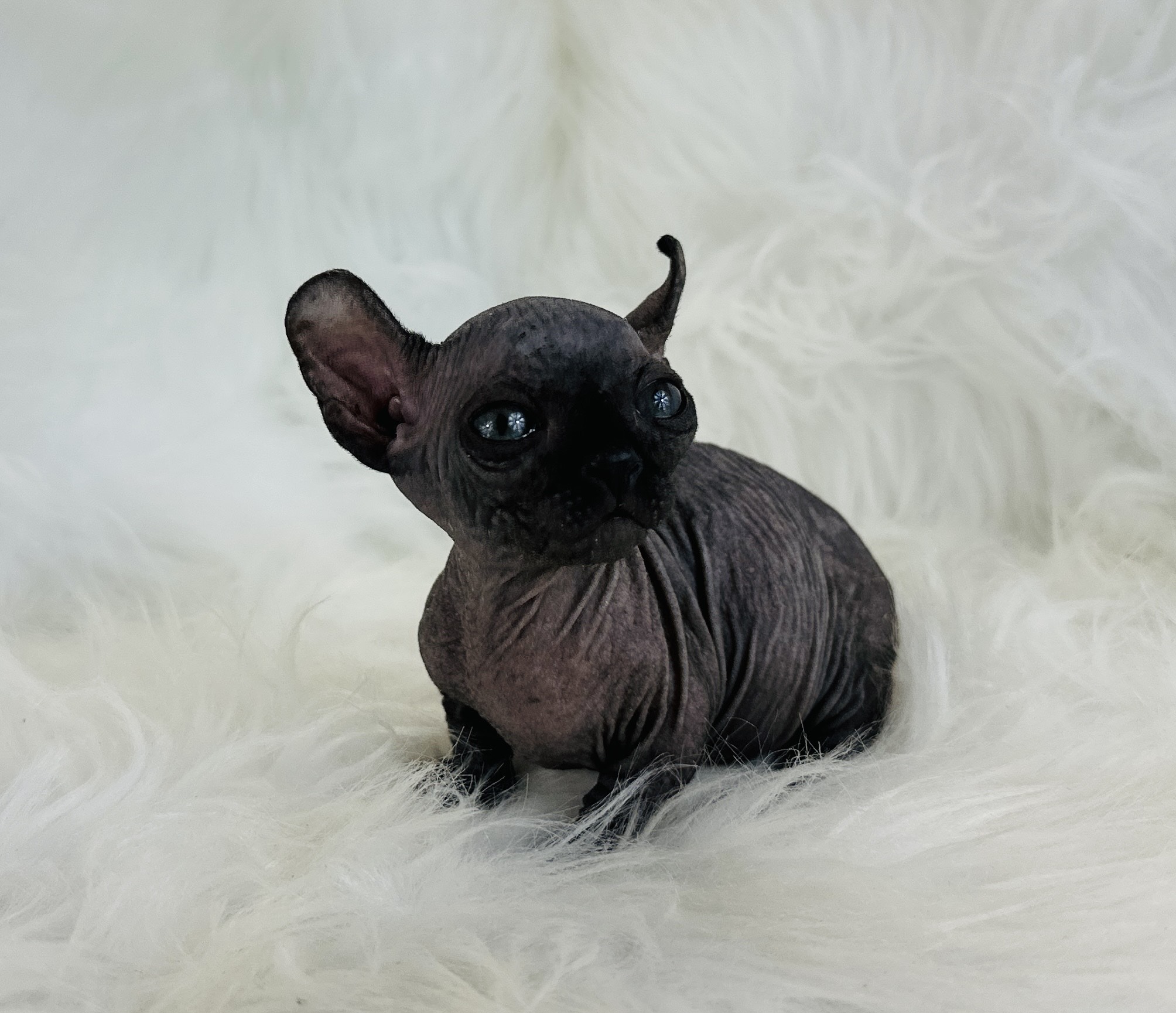 Solid Black Dwelf kitten
