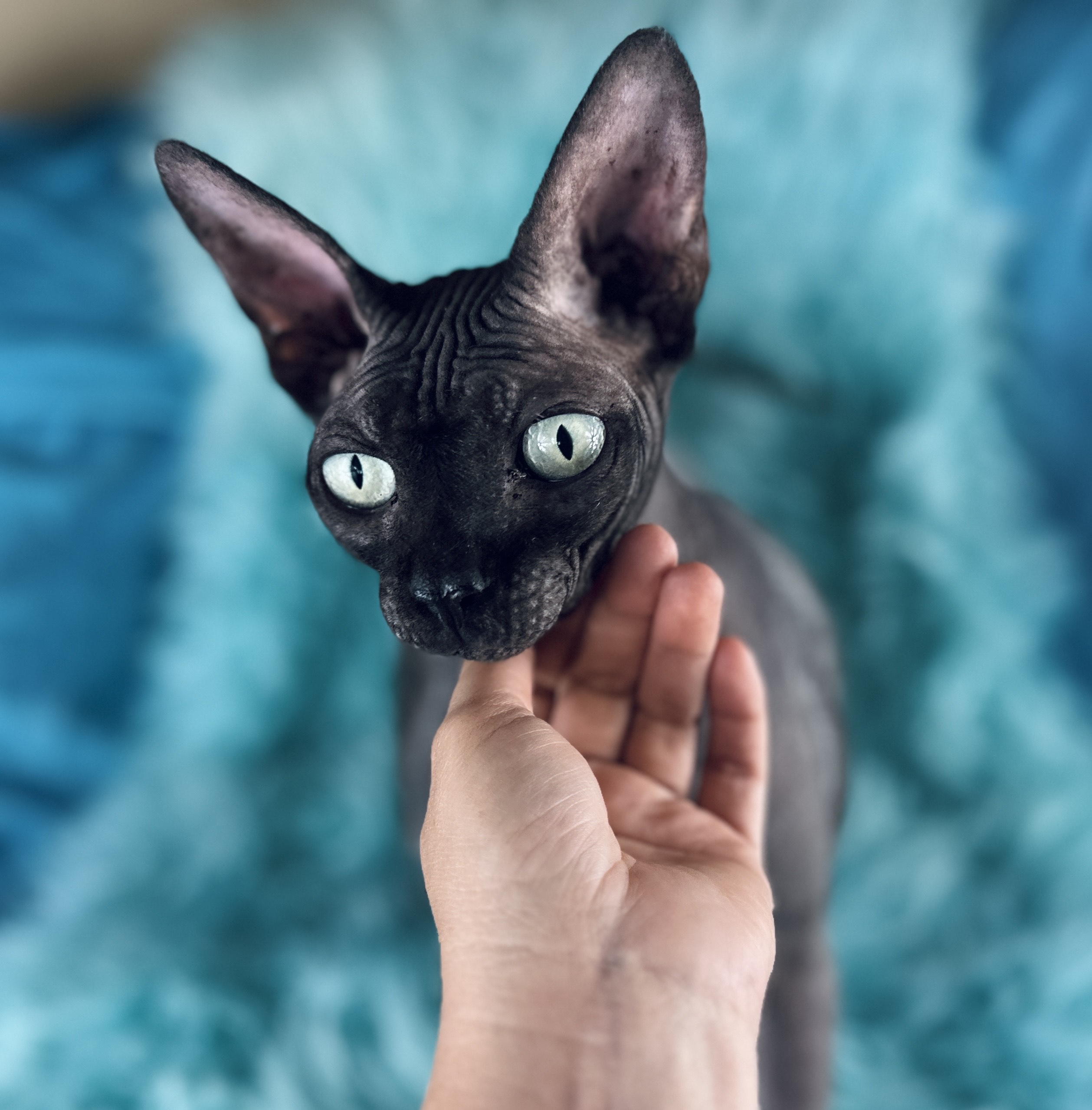 3-year-old Sphynx Boy black For Sale