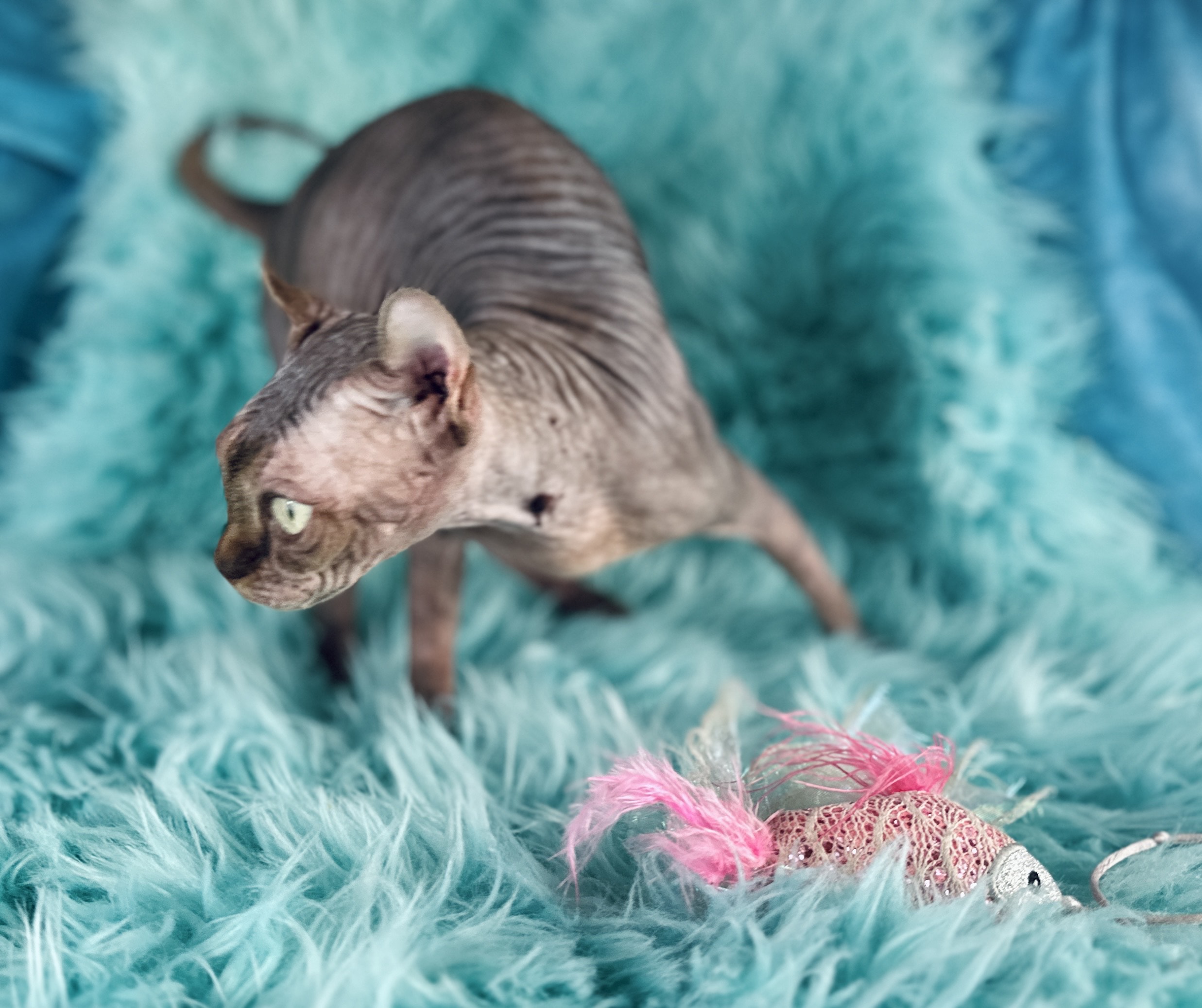Elf Tabby Sphynx Girl