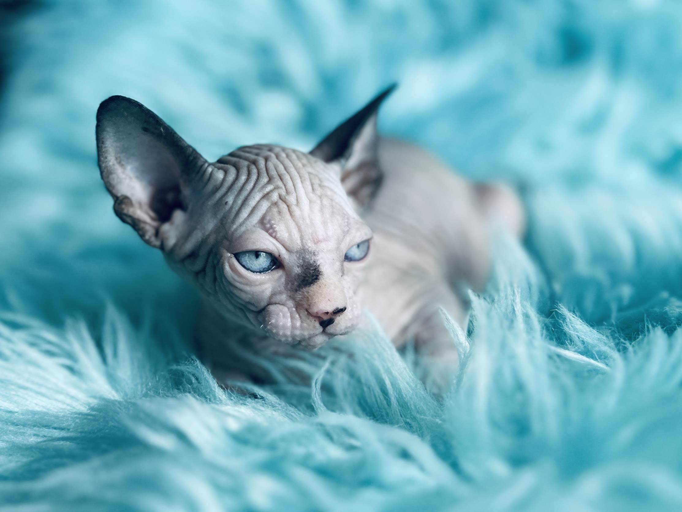 Mink and White Sphynx Mink-and-White Sphynx