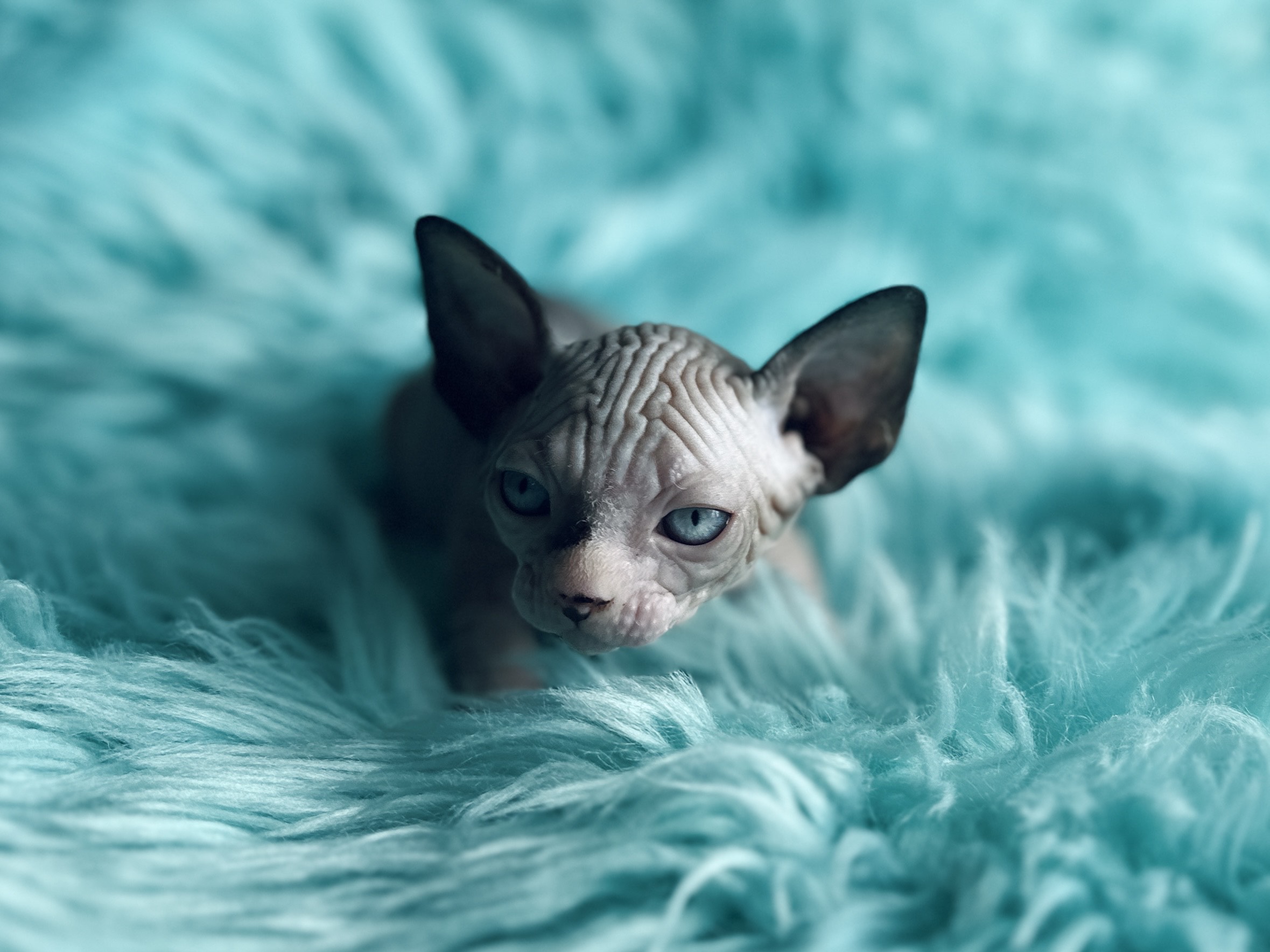 Mink-and-White Sphynx for sale
