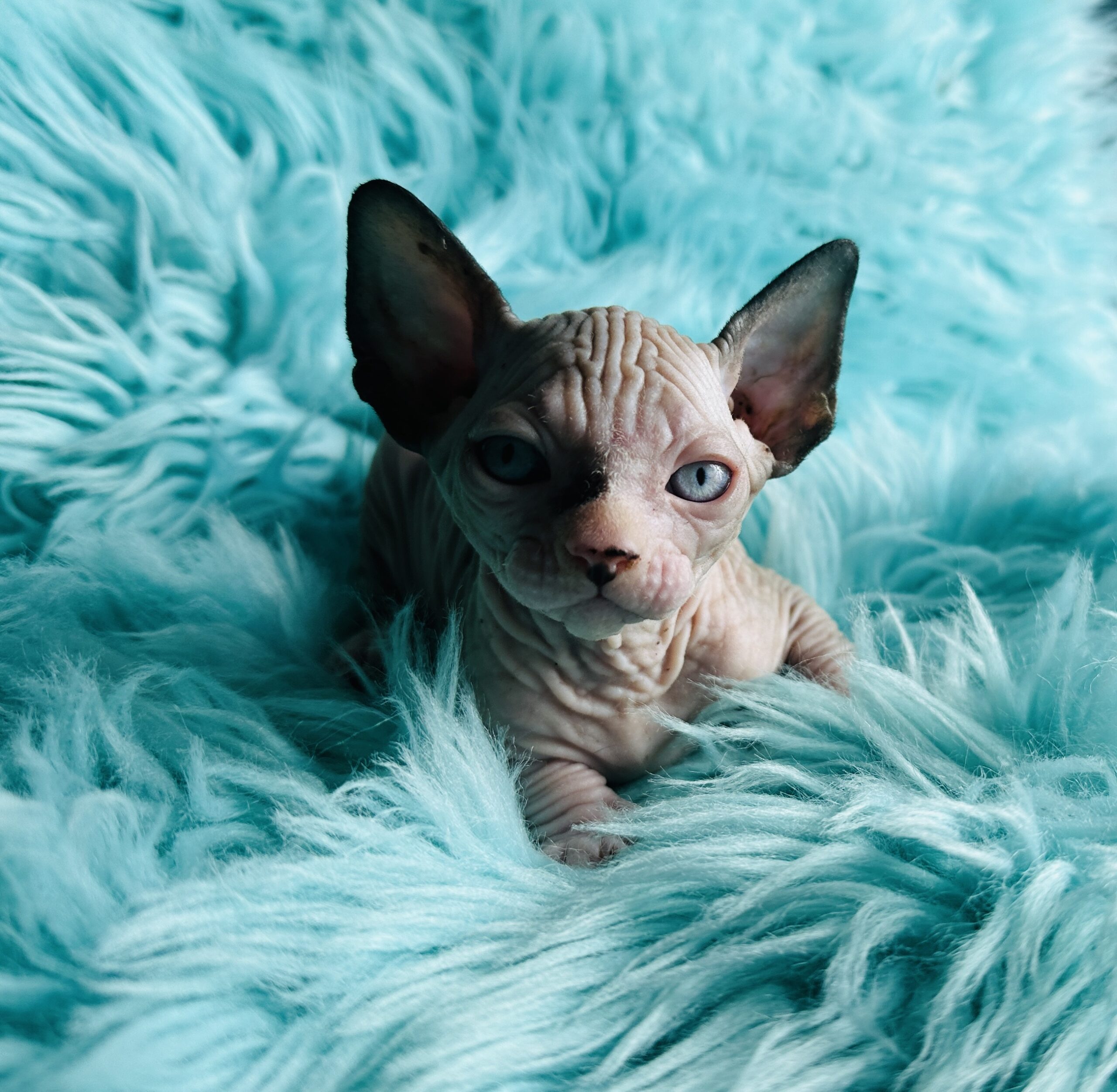 Mink-and-White Sphynx