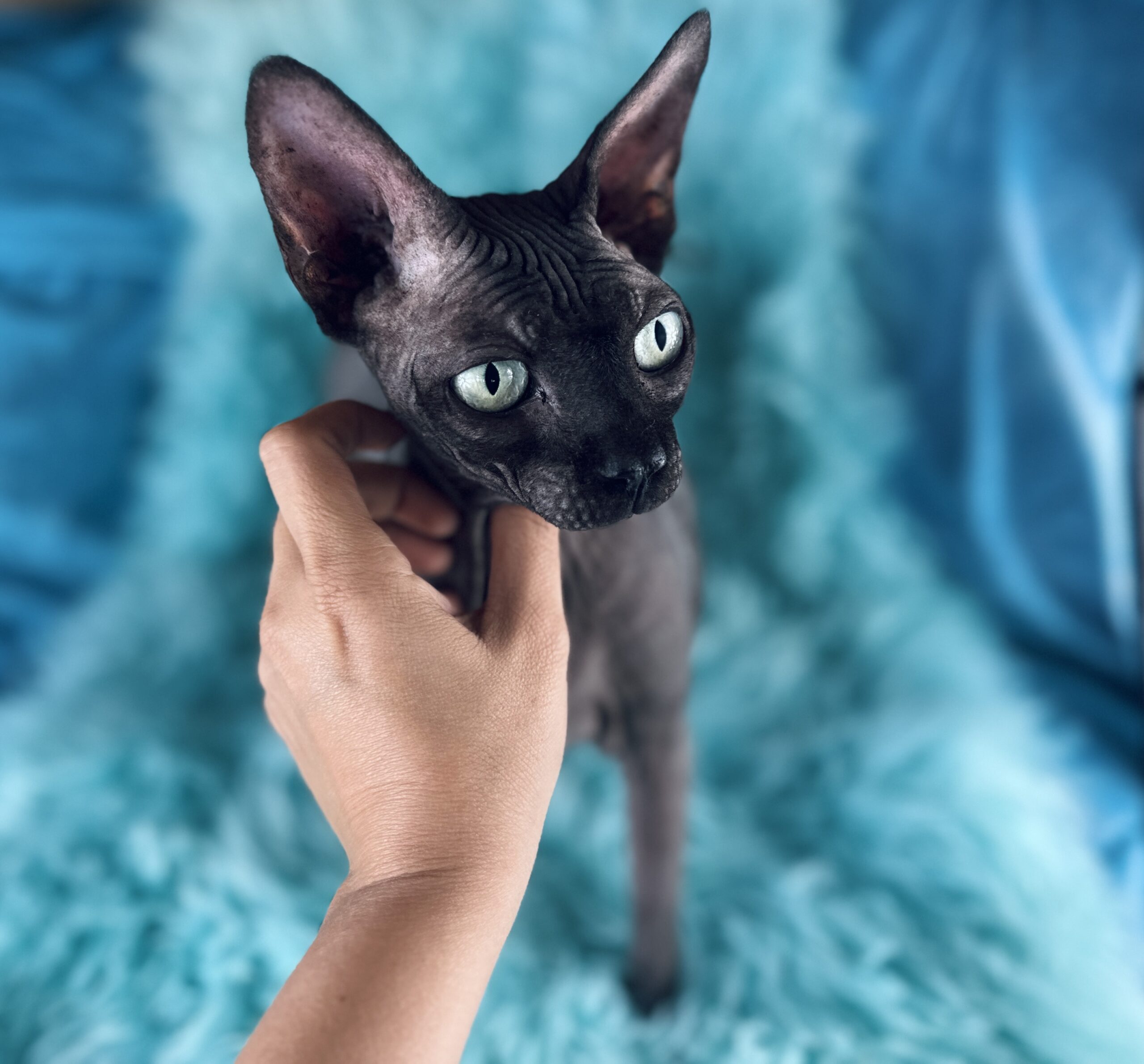 Solid Black, 3-year-old Sphynx Boy For Sale