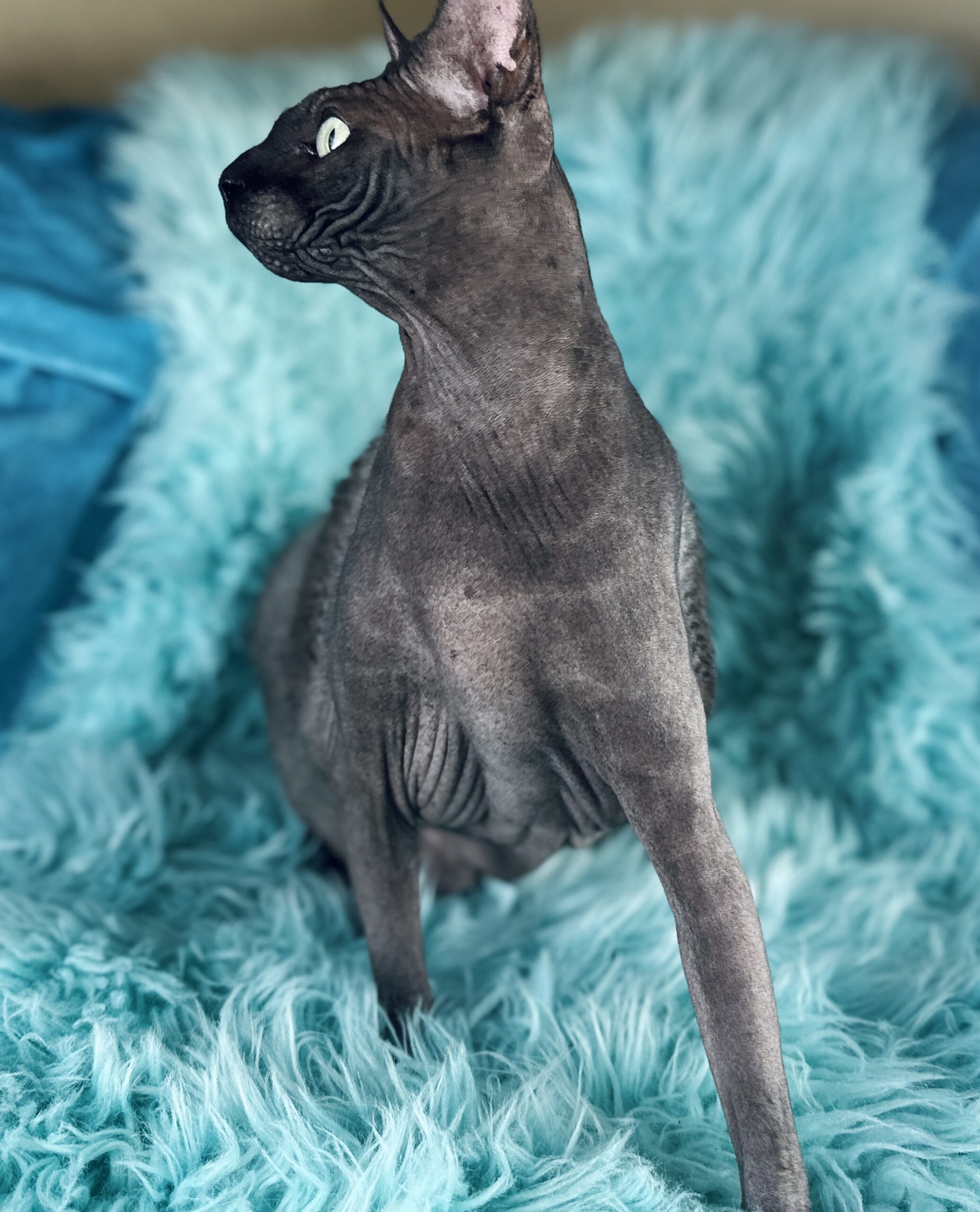 Solid Black Sphynx Boy For Sale