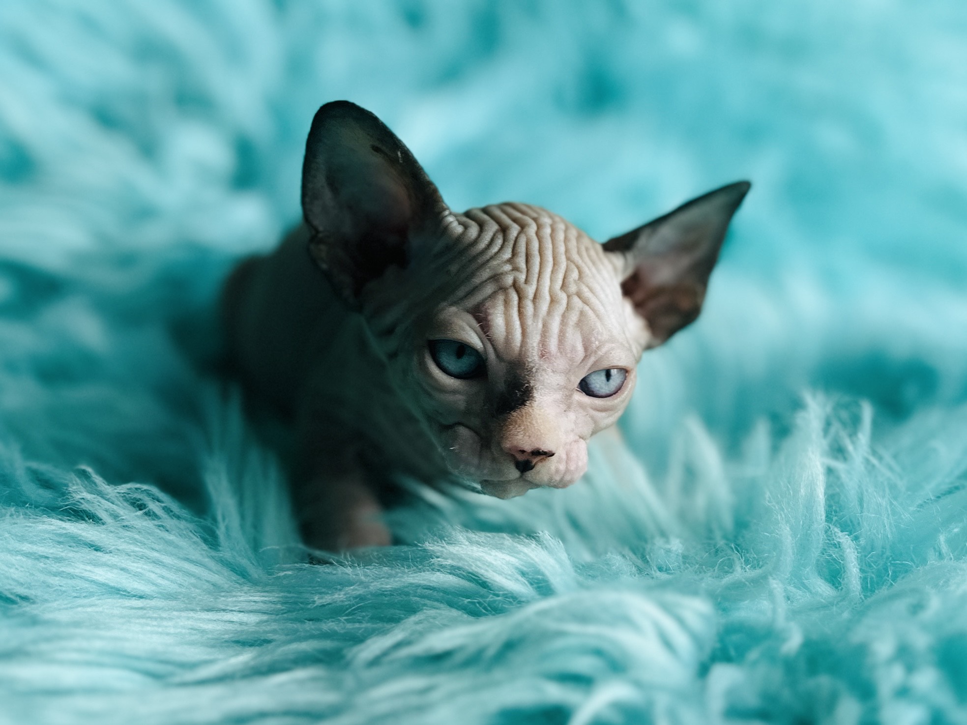 for sale Mink-and-White Sphynx