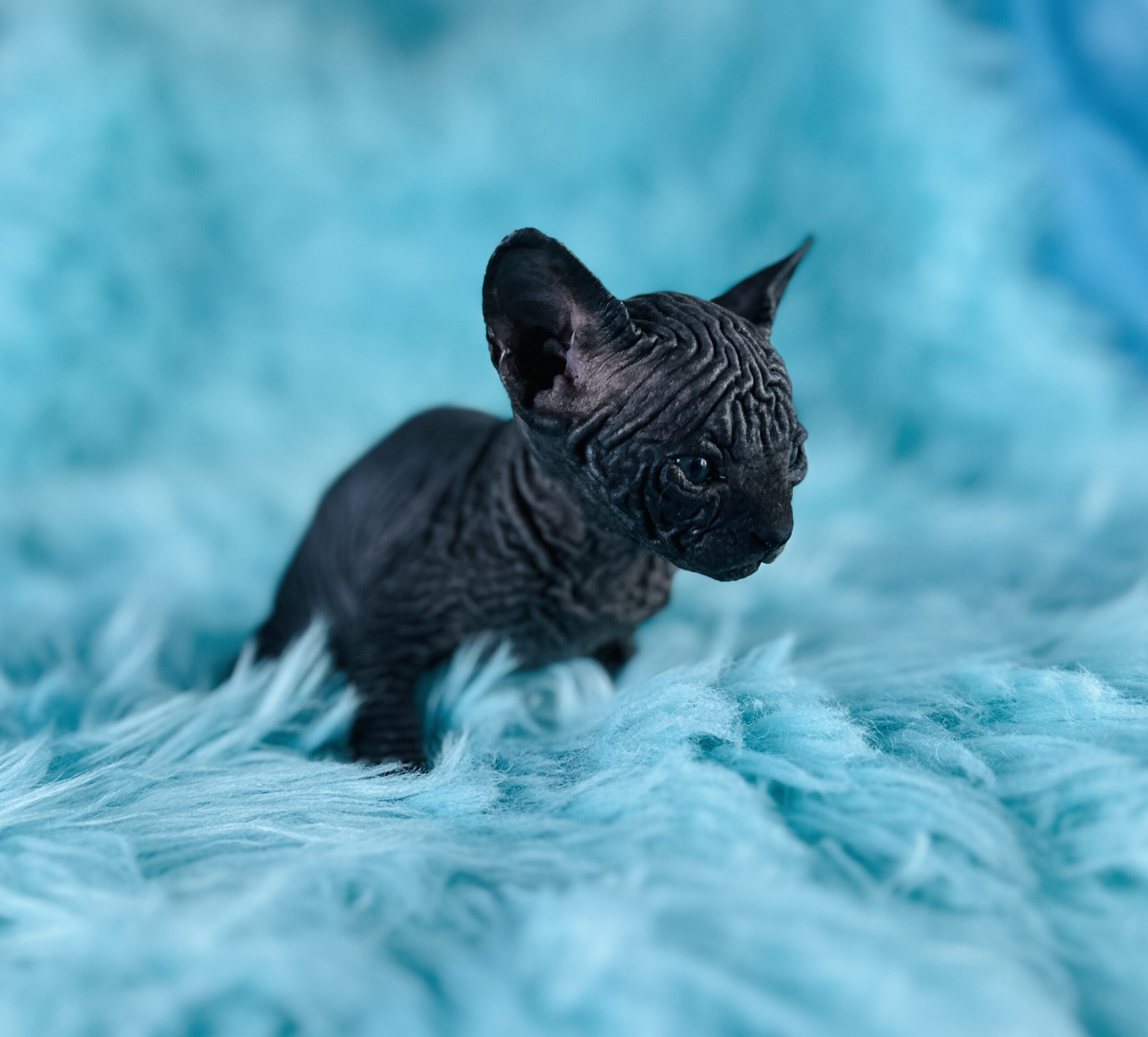 for sale solid black Sphynx girl
