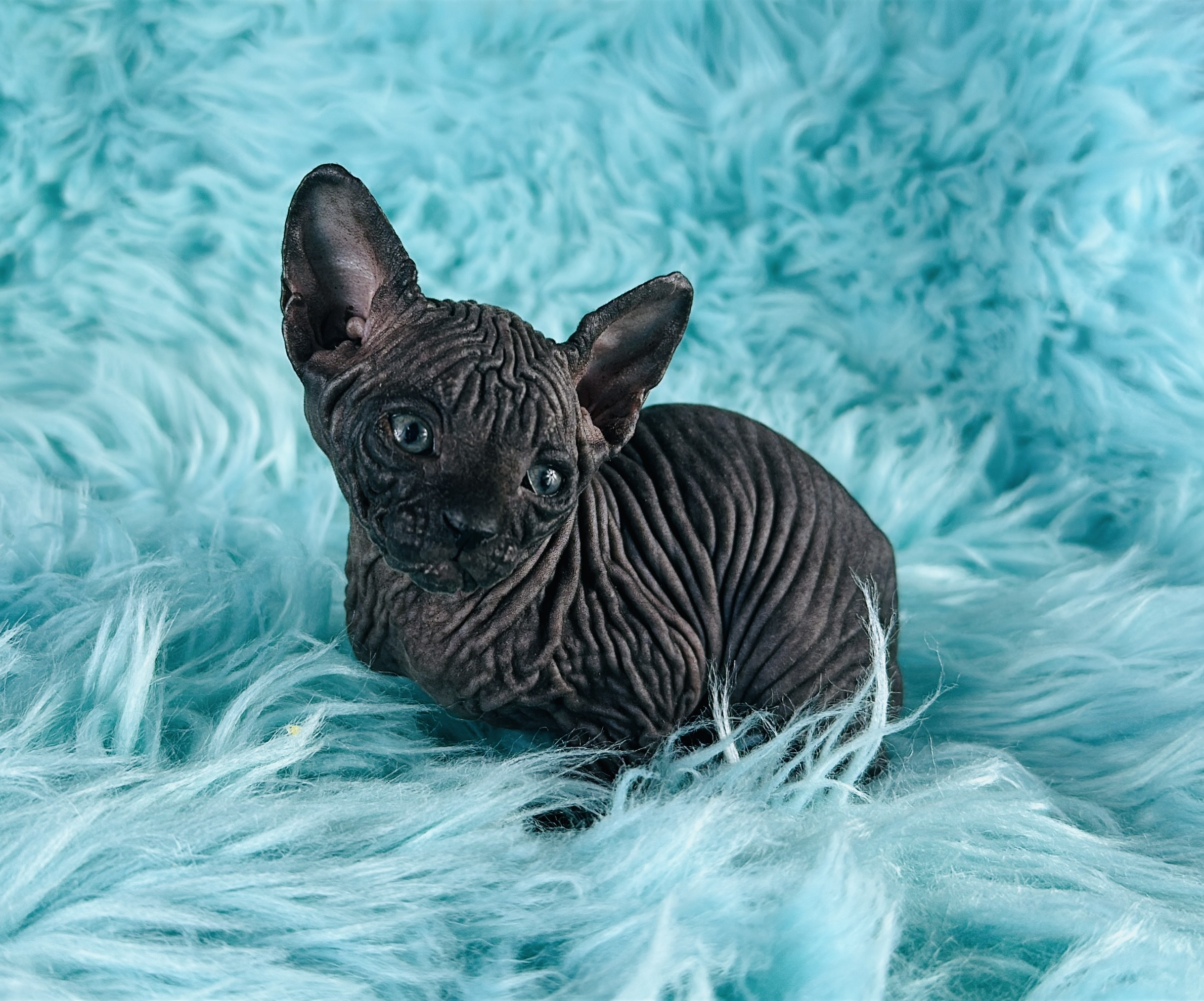 solid black Sphynx girl