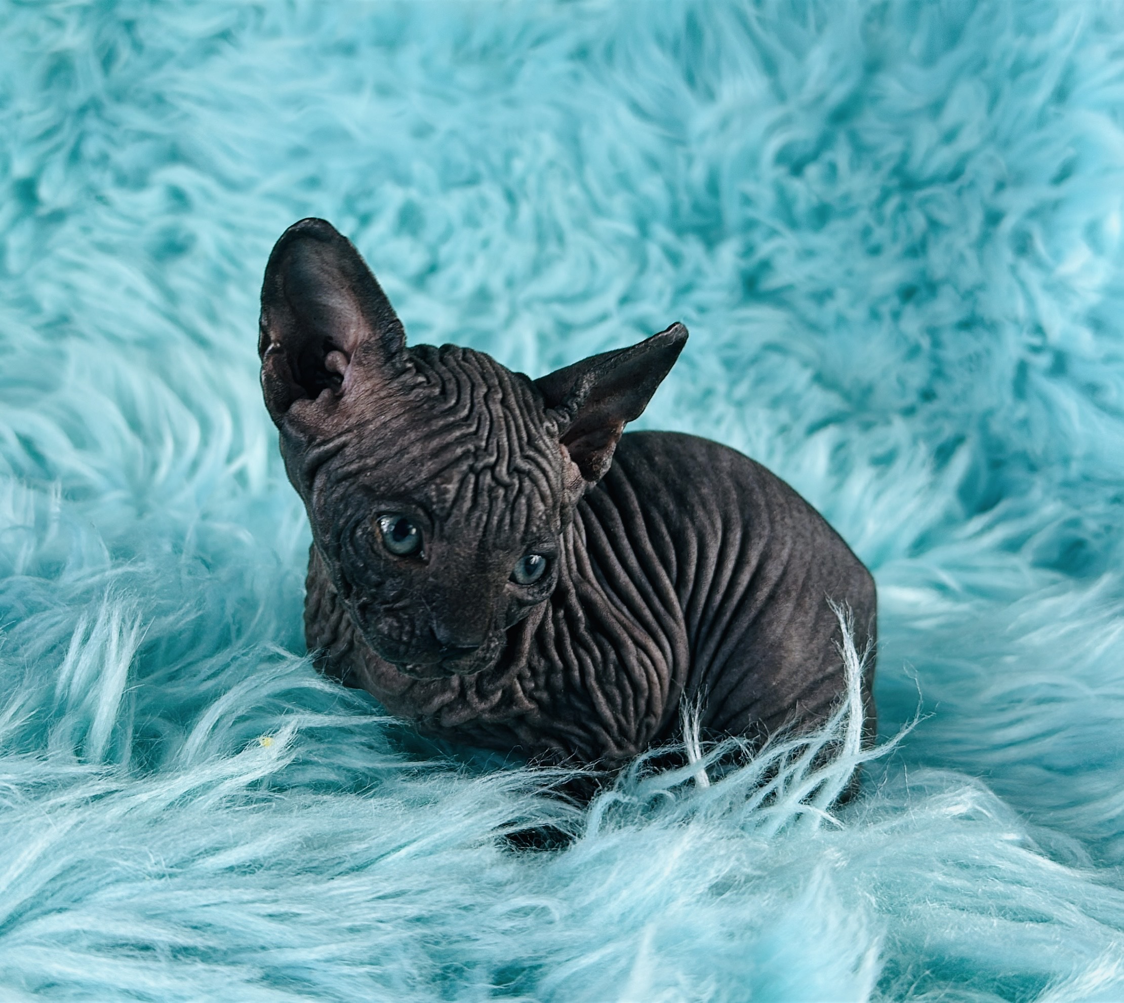 solid black Sphynx