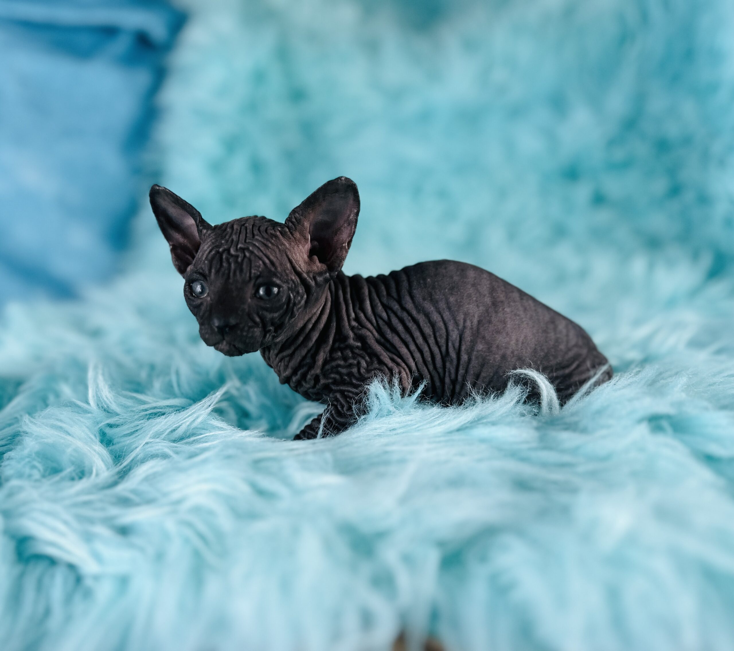 solid black Sphynxfor sale