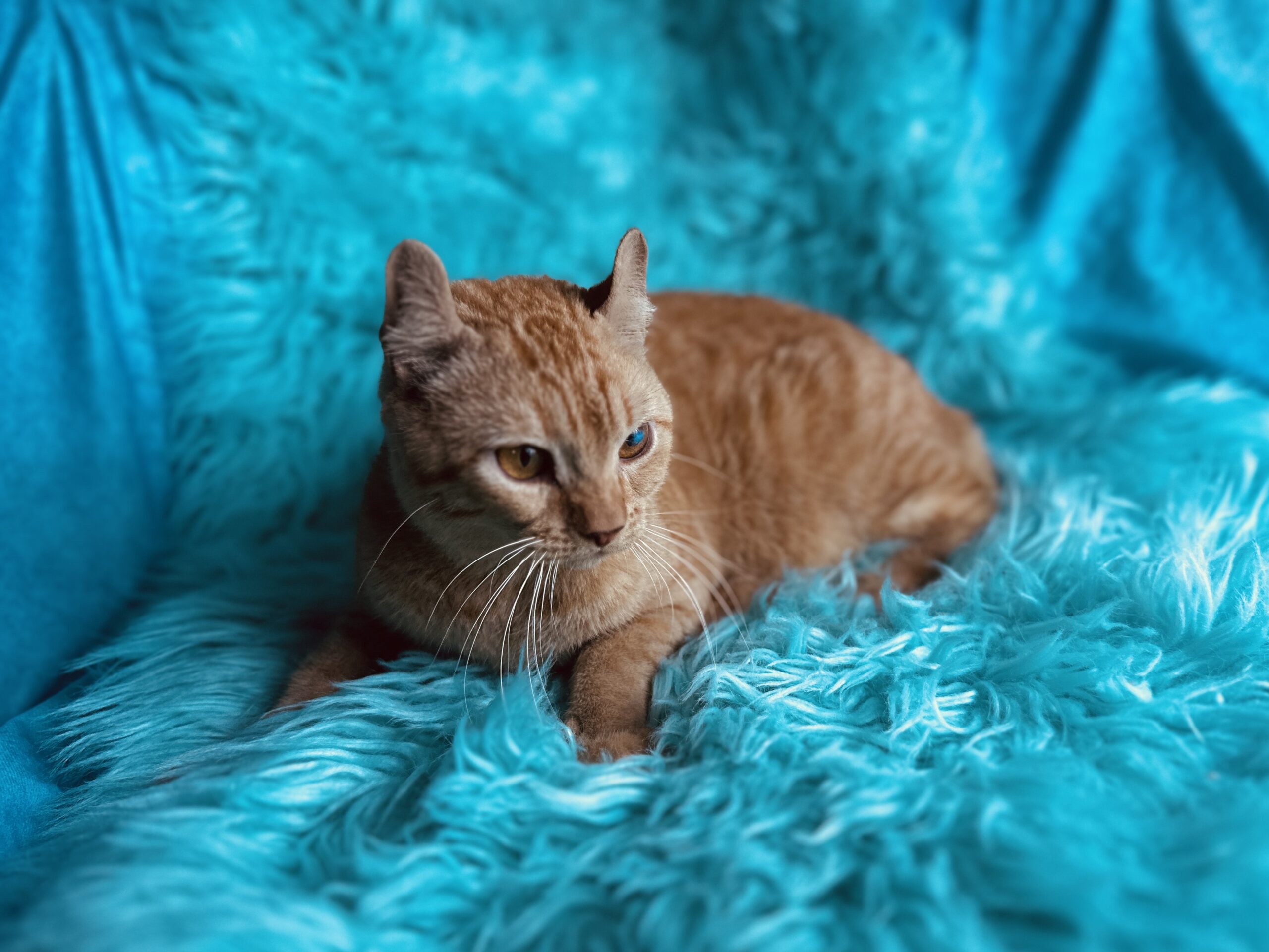 Coated Elf Sphynx for sale