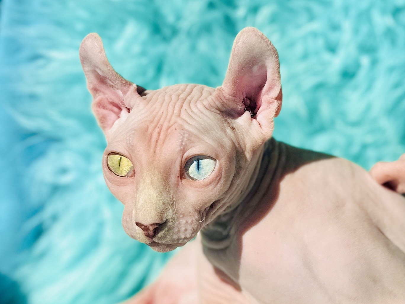 Pink Elf Sphynx Girl for sale