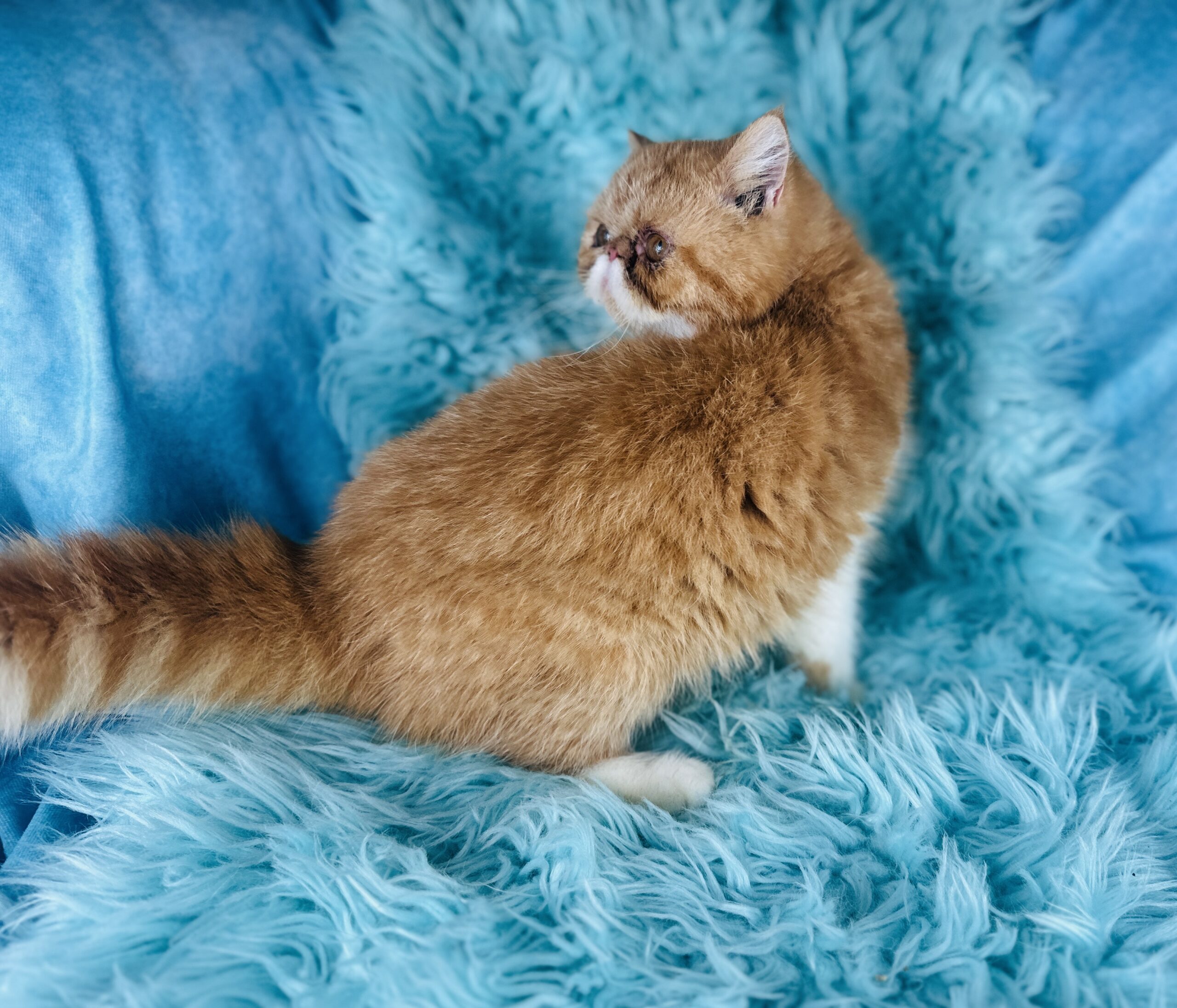 Red Tuxedo Short-Haired Persian cat