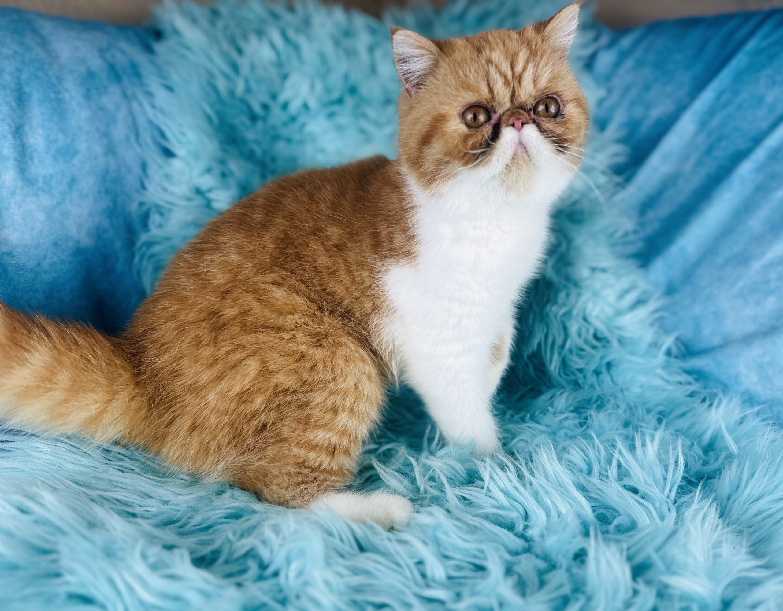 Red Tuxedo Short-Haired Persian for sale