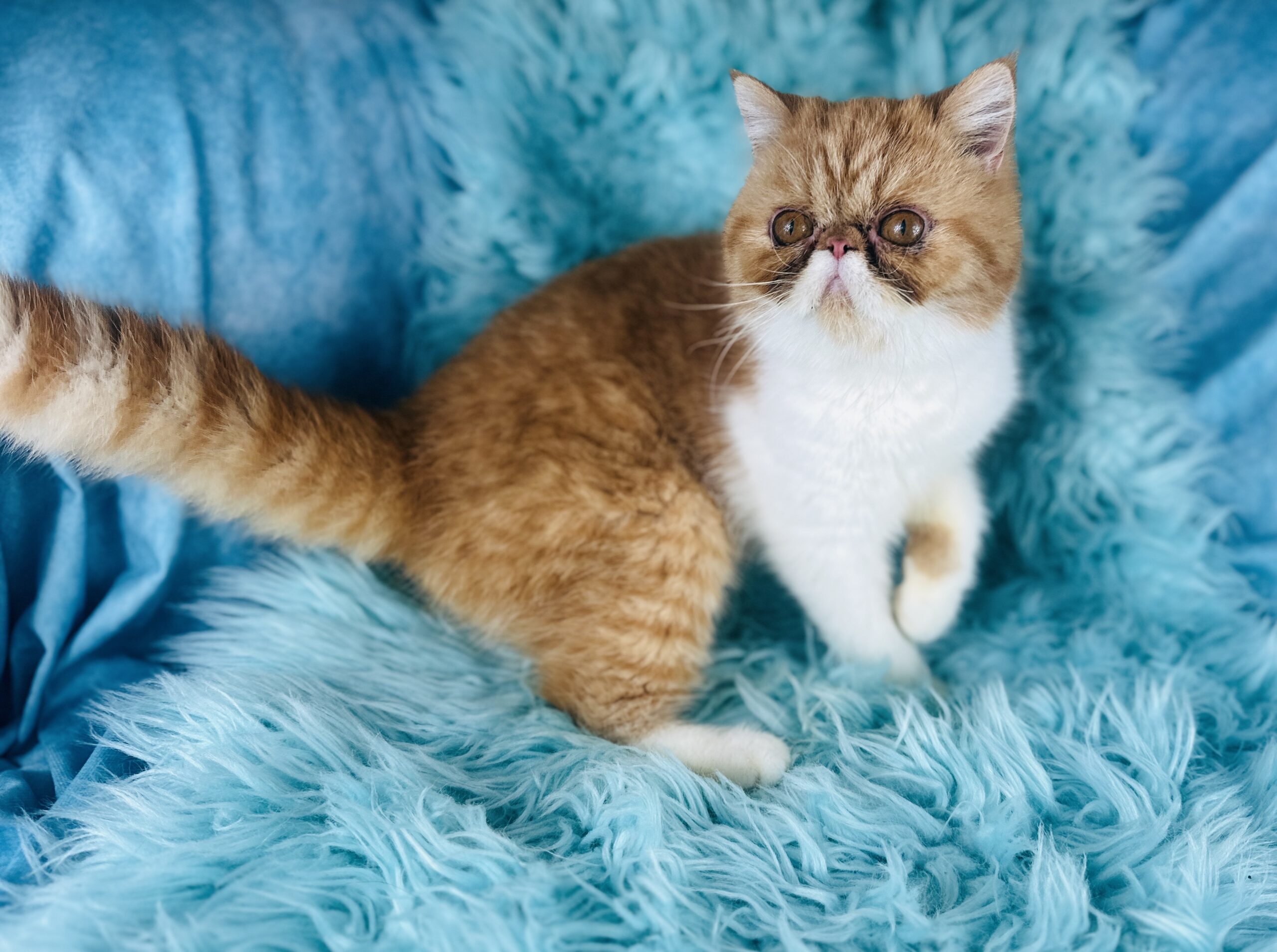 Red Tuxedo Short-Haired Persian kitten