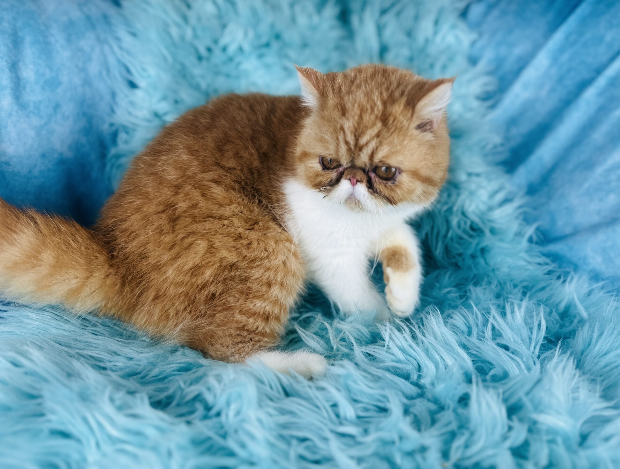 Red Tuxedo Short-Haired Persian