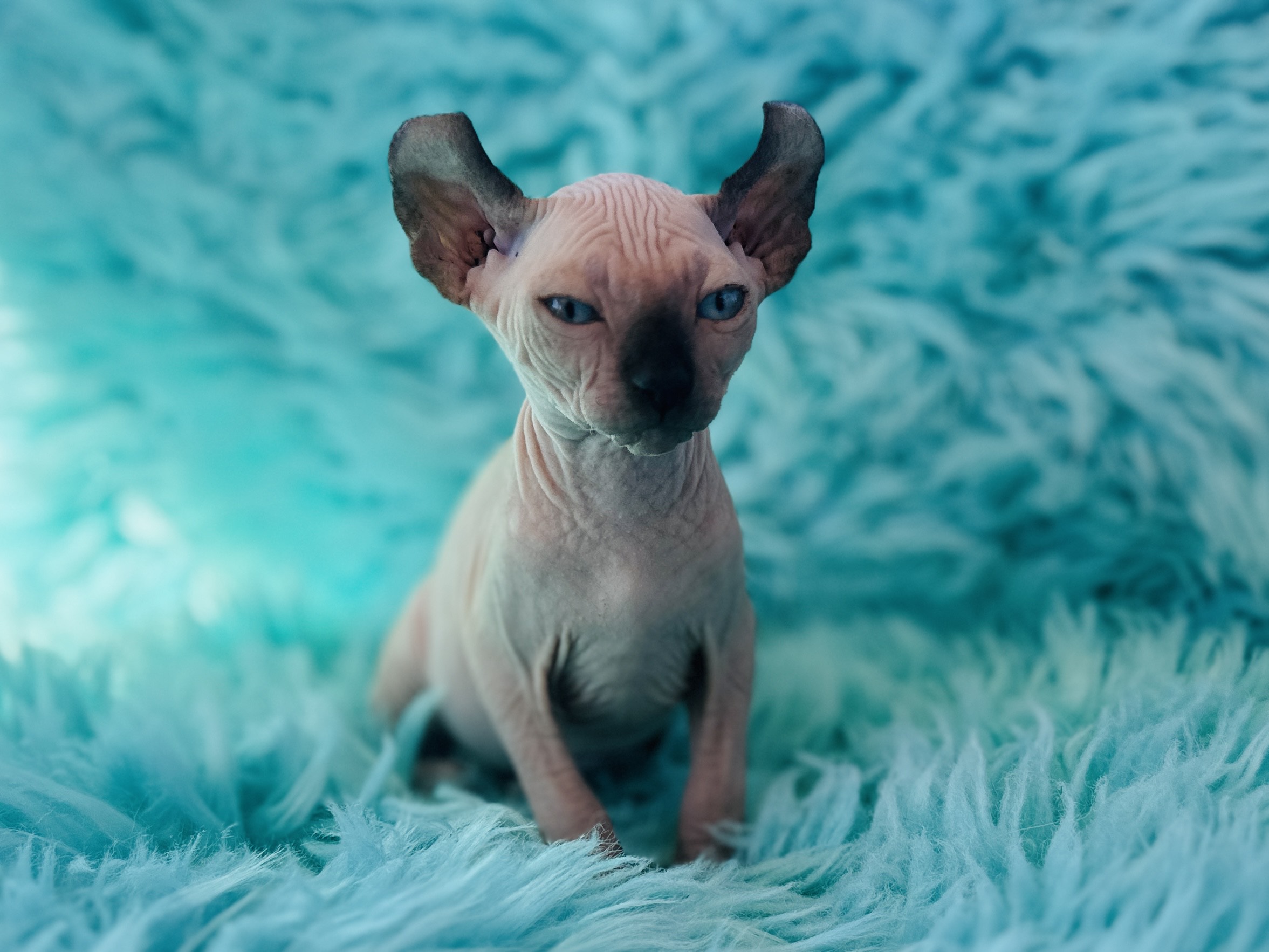 Seal Point Elf Sphynx for sale
