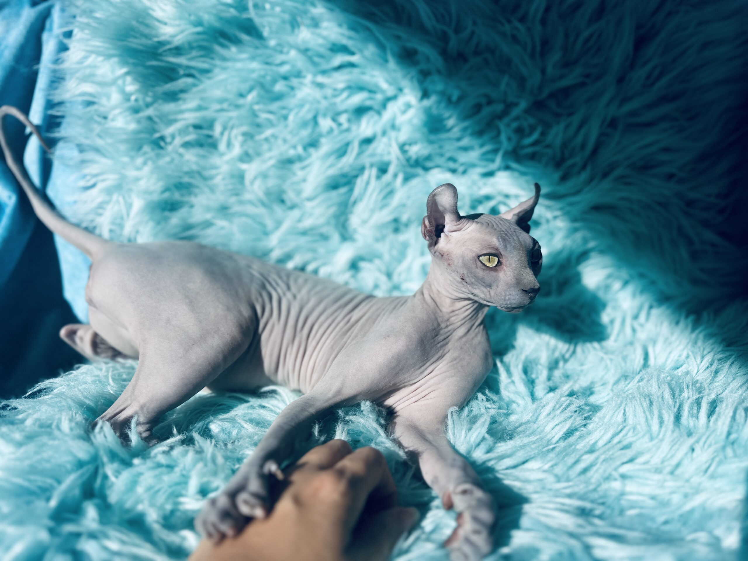 Solid Blue Elf Sphynx for sake