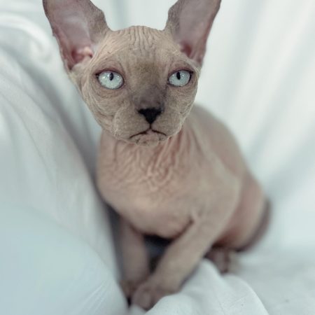 Blue Point Sphynx kitten for sale