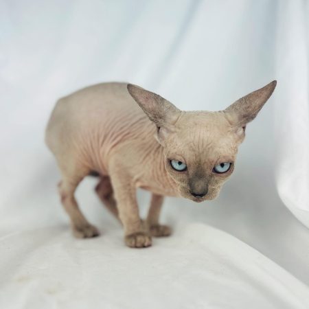 Charismatic Blue Point Sphynx - Blue Sphynx Kitten
