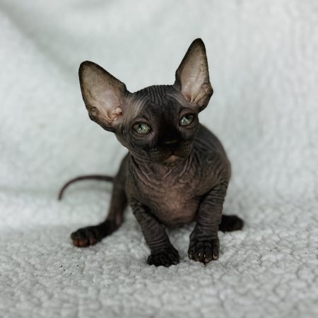Chocolate color Sphynx kitten