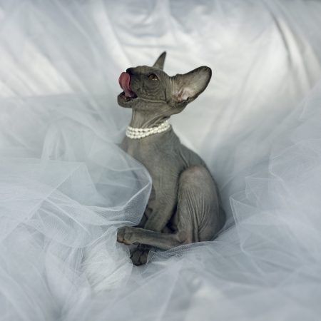 Solid Blue Sphynx kitten for sale