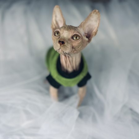 Solid Red Tabby Sphynx cat for sale
