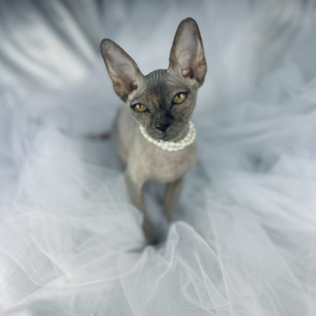 Sphynx Baby Girl