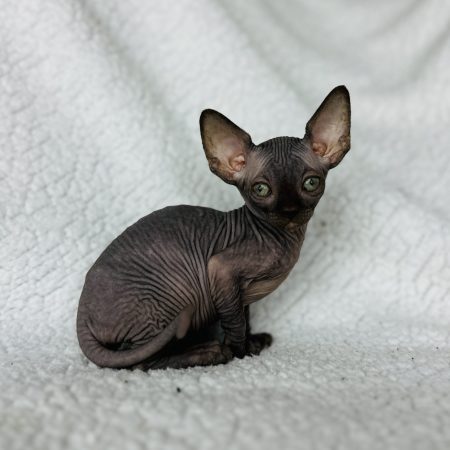 Sphynx kitten for sale color black