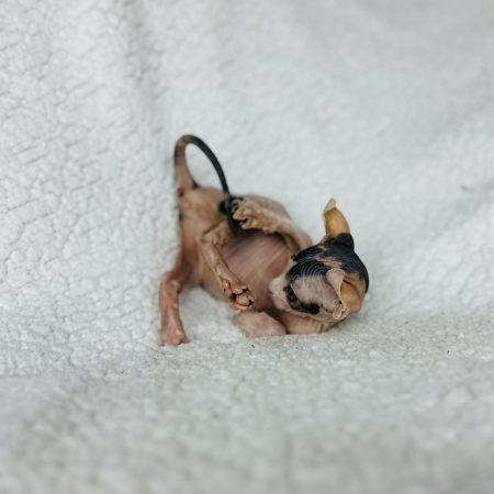 Sphynx